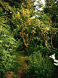 Archivo:Forestgarden2