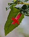 Fuchsia x bacillaris, Jardín Botánico de Múnich, Alemania, 2013-05-04, DD 01