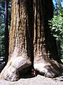 Giant sequoia-national-monument-jason-hickey