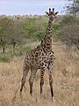 Giraffe Kruger