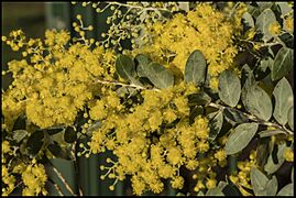 Golden Wattle starting to bloom-3 (27999394652)