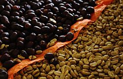 Archivo:Granos de café cultivados en México