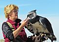 Harpia harpyja -falconry-8a