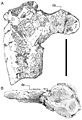 Hatzegopteryx humerus