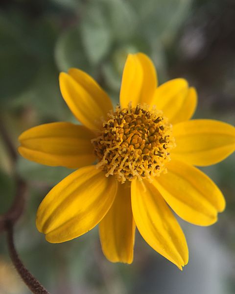Heliopsis longipes flor