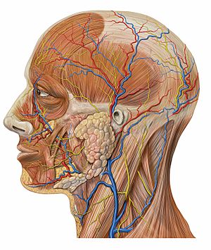 Archivo:Lateral head anatomy detail