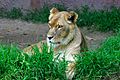 Lightmatter lioness