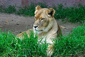 Archivo:Lightmatter lioness