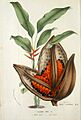 Louis van Houtte02