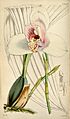 Lycaste skinneri 1