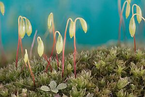 Archivo:Macro Photography of Moss Sporophytes