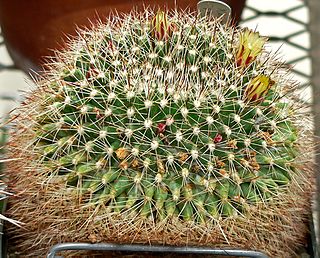 Mammillaria petrophila ssp baxteriana 1.jpg