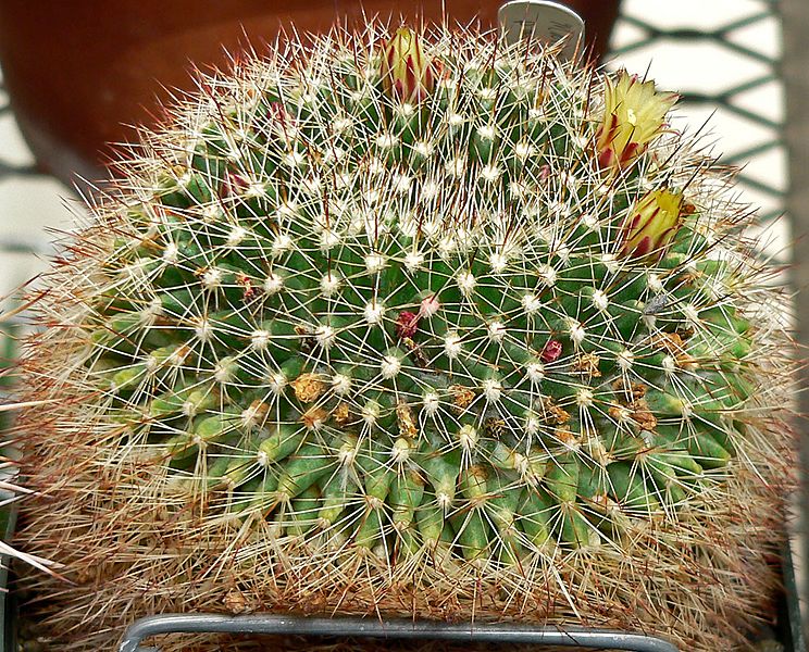 Mammillaria petrophila ssp baxteriana 1
