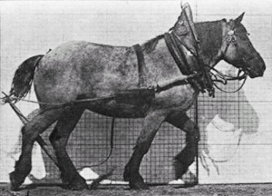 Archivo:Muybridge horse walking animated