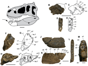 Archivo:Nanuqsaurus hoglundi