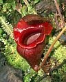 Nepenthes jacquelineae3