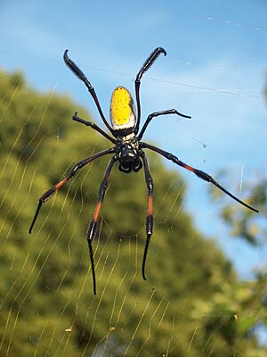Archivo:Nephila inaurata1