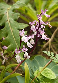 Orchis canariensis LC0215.jpg