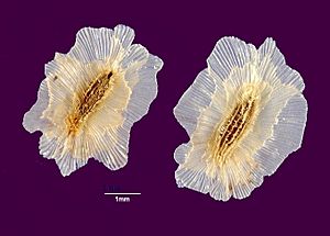 Archivo:P. tomentosa-seeds-1