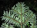 PacificSilverFir 7644