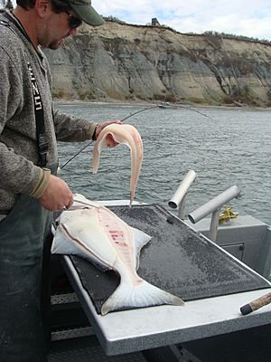 Archivo:Pacific Halibut Fileting