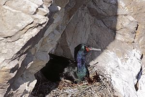 Archivo:Phalacrocorax pelagicus -San Luis Obispo, California, USA -nest-8 (2)