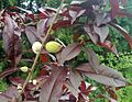 Prunus persica bonfire