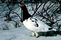 Ptarmigan9