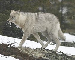 Quebec wild wolf.jpg