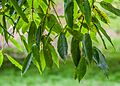 Quercus laurina in Hackfalls Arboretum (2)