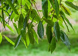 Quercus laurina in Hackfalls Arboretum (2).jpg