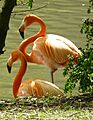 Réserve de Sauvage Flamants roses 2