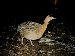 Archivo:Rhynchotus rufescens
