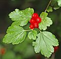 Ribes alpinum - berries (aka)
