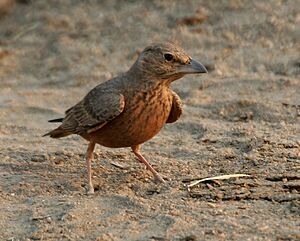 Archivo:Rufous-tailed Lark (Ammomanes phoenicurus) in Kawal WS, AP W IMG 2009