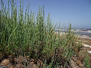 Archivo:Salicornia europea. Salicornia europaea