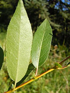 Archivo:Salix boothii