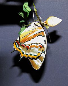 Tailed emperor butterfly.jpg