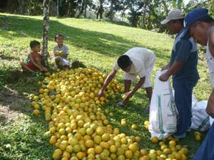 Archivo:Tambo naranja