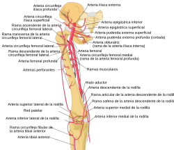 Thigh arteries schema es.svg