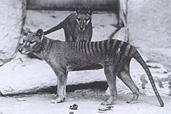 Archivo:Thylacinus