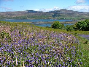 Archivo:Ulbhabluebells