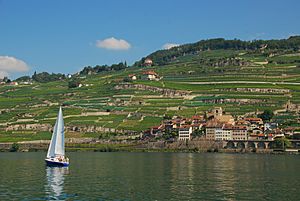 Archivo:Viñedos Cully-Lavaux