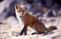 Vulpes vulpes sitting