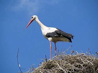 White Stork (Ciconia ciconia)