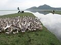 Wular Lake – geese & cows