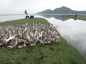 Archivo:Wular Lake – geese & cows