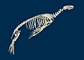 Zalophus californianus 01