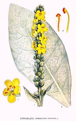 Archivo:111 Verbascum thapsus