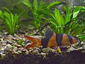 2015-09-13-223-Tiger-loach